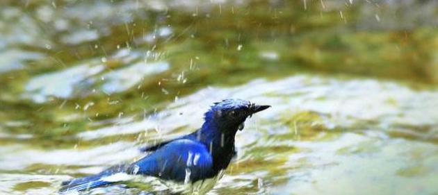 上联：“溪水潺潺鸟欢饮” 请友对下联！