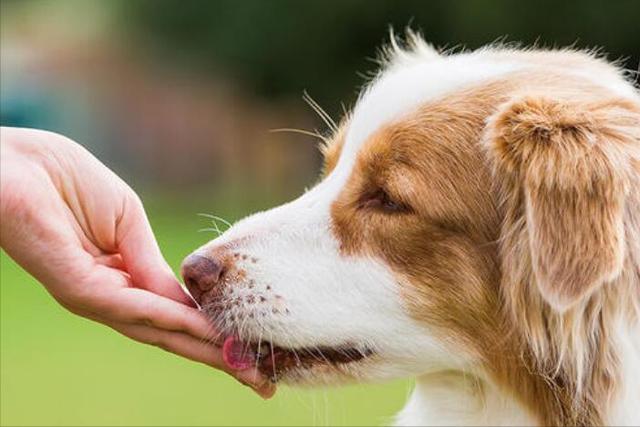 读懂狗狗这些“行为语言”，能让你们交流更愉快