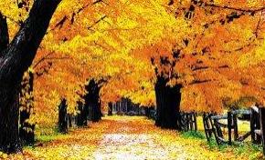 路遥——《黄叶在秋风中飘落》那些烘托气氛的语句，真实朴素！
