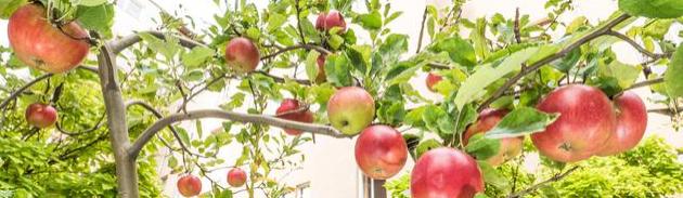 英语原版阅读：Harvesting Apples