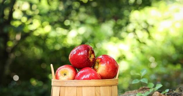 每天读一点英文：A Young Apple Tree 一颗小苹果树