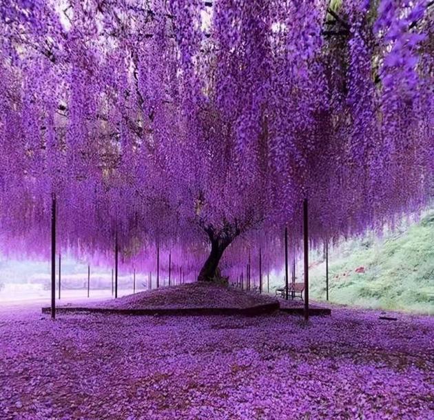 美文欣赏|紫藤芬芳的四月