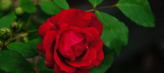 一朵诗性的红蔷薇——浅析蒲宁《幽暗的林荫小径》中的爱情信仰