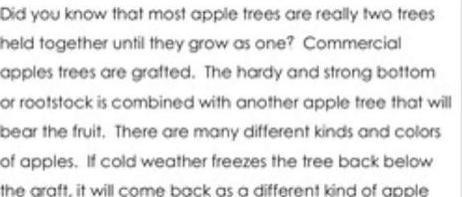 英语原版阅读：Apple Trees