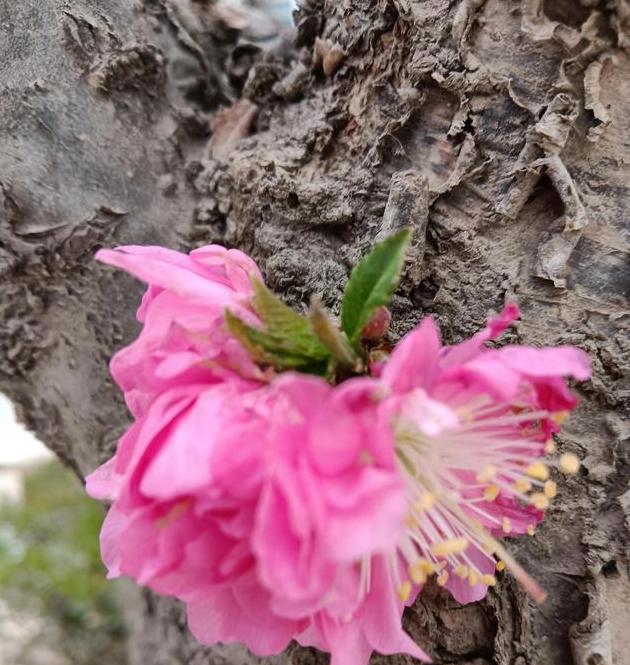 旺盛的生命力，花开枯树。