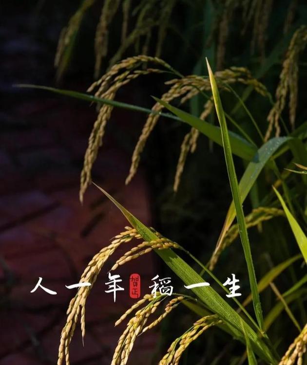 一粒稻米的一生丨春种一兜稻秧，秋收一把稻谷