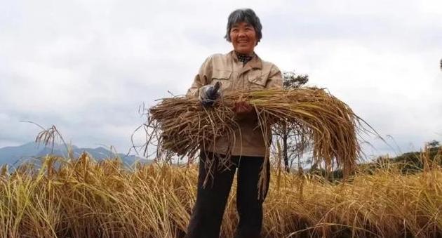 一粒稻米的一生丨春种一兜稻秧，秋收一把稻谷