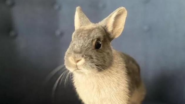 兔子的鼻子像什么图片
