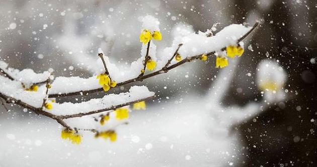 关于南方人看雪的句子 南方下雪的唯美短句