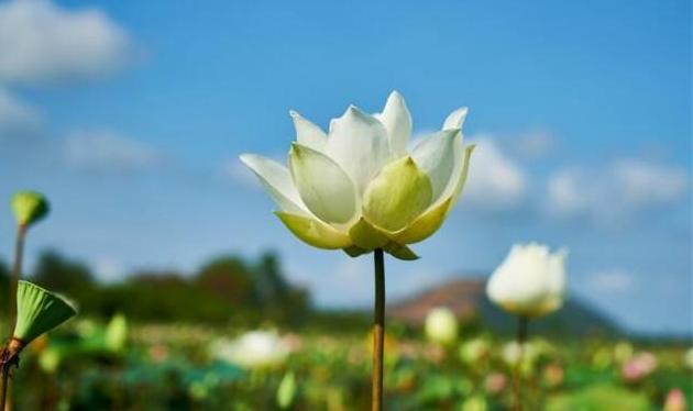 形容花开得很美的句子发朋友圈(形容花开得很美的句子发朋友圈说说)