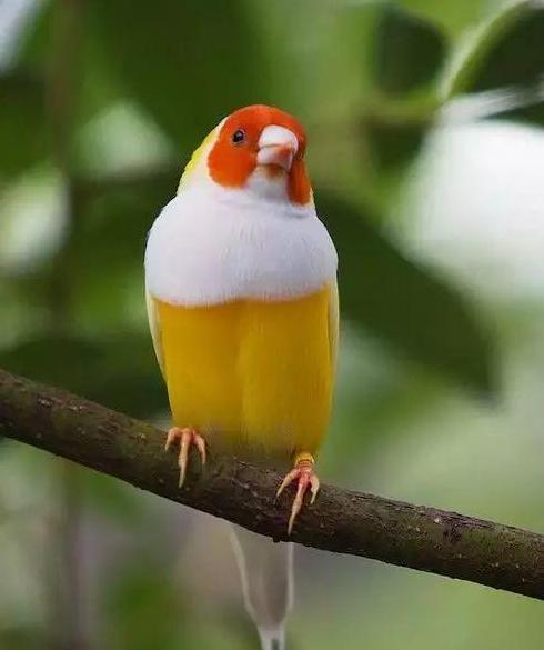 弥足珍贵而素有鸟中美男子之称的美丽的七彩文鸟