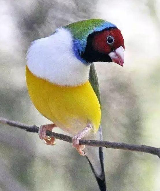 100种最稀有的鸟类图片